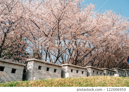 Dongnae Eupseong fortress and cherry blossom in Busan, Korea Dongnae Eupseong fortress and cherry blossom in Busan, Korea 122006950