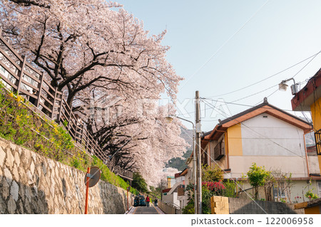 Gaegeum-dong Village cherry blossom road in Busan, Korea 122006958