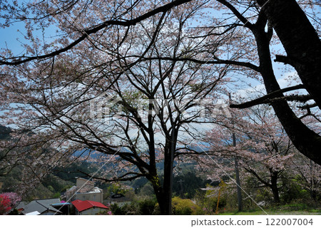 Cherry blossoms in full bloom in Satoyama 122007004