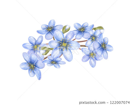 Bouquet of spring blue hepatica primroses botanical watercolor illustration isolated background. Wildflowers liverwort composition for Valentine day greeting card, birthday invitation, package decor 122007074