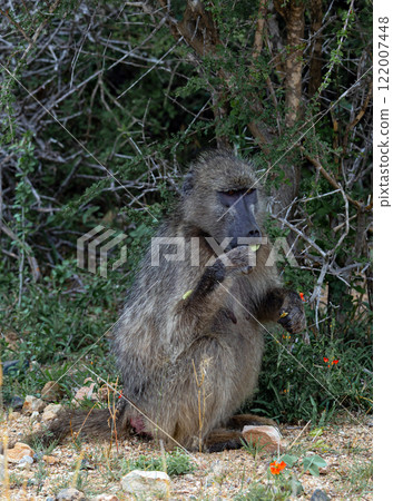 Chacma baboon looks at camera, monkey sits and chews a leaf. wildlife 122007448