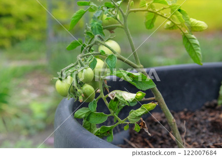 Green tomatoes is growing in a rustic garden. Farming and harvesting. Growing vegetables. Cottage garden. Sunny day. 122007684