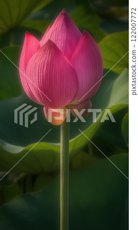 closeup of pink lotus bud in calm green pond environment with serene lighting blossoming upward copyspace concept of wellness, spa, nature 122007772