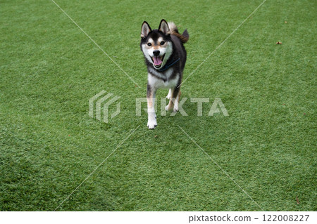 柴犬享受狗跑 柴犬享受狗跑 122008227