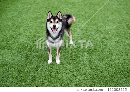 Shiba Inu enjoying the dog run Shiba Inu enjoying the dog run 122008235