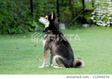 柴犬享受狗跑 柴犬享受狗跑 122008250