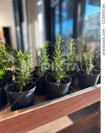 Rows of fresh herbs growing in black pots, basking in sunlight inside a cozy cafe. Greenery brings life and freshness to the rustic setting Rows of fresh herbs growing in black pots, basking in sunlight inside a cozy cafe. Greenery brings life and freshness to the rustic setting 122008336