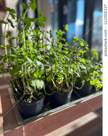 Rows of fresh herbs growing in black pots, basking in sunlight inside a cozy cafe. Greenery brings life and freshness to the rustic setting Rows of fresh herbs growing in black pots, basking in sunlight inside a cozy cafe. Greenery brings life and freshness to the rustic setting 122008337