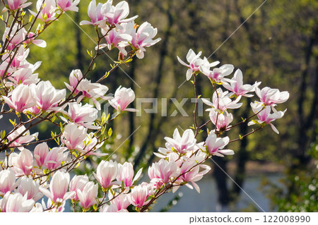 blooming magnolia in morning light. longevity symbol. pink flowers on the branches of soulangeana tree in spring. spring vacation in uzhhorod blooming magnolia in morning light. longevity symbol. pink flowers on the branches of soulangeana tree in spring. spring vacation in uzhhorod 122008990