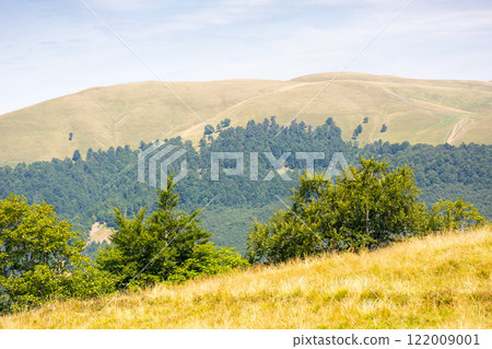 carpathian mountain landscape in summer. outdoor adventure. scenery with grassy alpine meadows and primeval beech forest. sunny day. beautiful nature background carpathian mountain landscape in summer. outdoor adventure. scenery with grassy alpine meadows and primeval beech forest. sunny day. beautiful nature background 122009001
