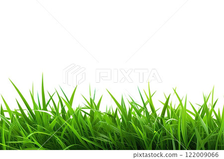Green grass isolated on white background with copy space for your text. 122009066