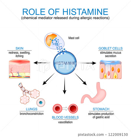 Histamine. Mast cells and Immune response on Allergic reaction 122009130