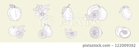 Hand Drawn Fruit and Fresh Juicy Garden Crop Vector Set 122009382