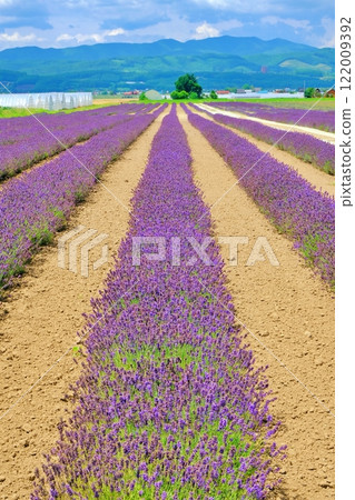 夏季,北海道廣闊的富田薰衣草東農場的壯麗景色 夏季,北海道廣闊的富田薰衣草東農場的壯麗景色 122009392