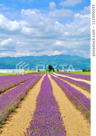 夏季,北海道廣闊的富田薰衣草東農場的壯麗景色 夏季,北海道廣闊的富田薰衣草東農場的壯麗景色 122009393