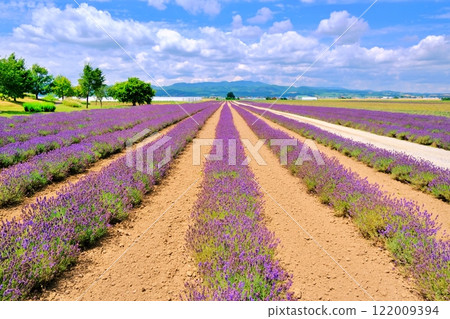 夏季，北海道廣闊的富田薰衣草東農場的壯麗景色 122009394