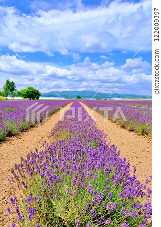 夏季，北海道廣闊的富田薰衣草東農場的壯麗景色 122009397