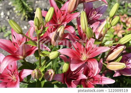 Large red lily flowers. Lilium candidum. 122009519