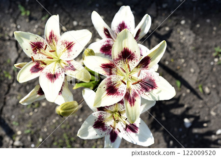Large red and white lily flowers. Tiger lilies. Lilium candidum. 122009520