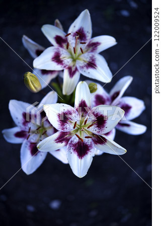 Large red and white lily flowers. Tiger lilies. Lilium candidum. Large red and white lily flowers. Tiger lilies. Lilium candidum. 122009524