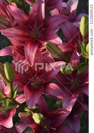 Large red lily flowers. Lilium candidum. 122009525