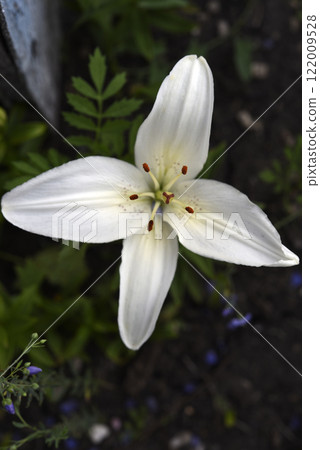 White large lily flowers. Lilium candidum. 122009528