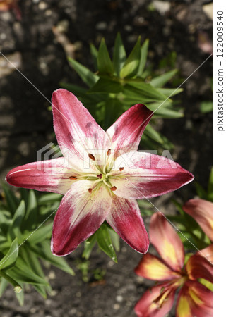 Large red and white lily flowers. Tiger lilies. Lilium candidum. 122009540
