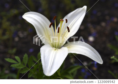 White large lily flowers. Lilium candidum. 122009542