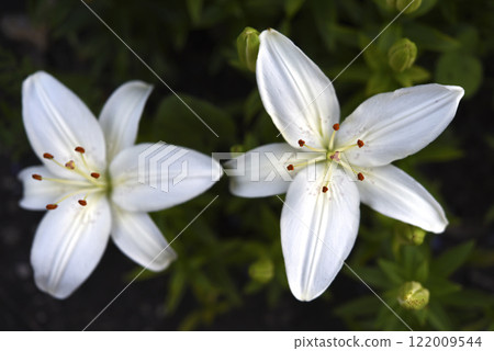 White large lily flowers. Lilium candidum. 122009544