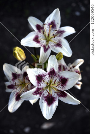 Large red and white lily flowers. Tiger lilies. Lilium candidum. 122009546
