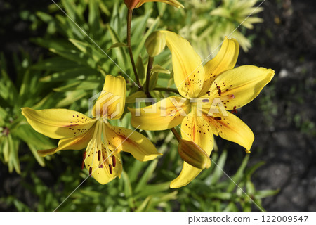 Large yellow lily flowers. Lilium candidum. 122009547