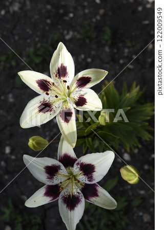 Large red and white lily flowers. Tiger lilies. Lilium candidum. 122009549