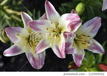 Large red and white lily flowers. Tiger lilies. Lilium candidum. Large red and white lily flowers. Tiger lilies. Lilium candidum. 122009562