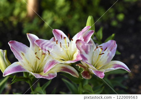 Large red and white lily flowers. Tiger lilies. Lilium candidum. 122009563