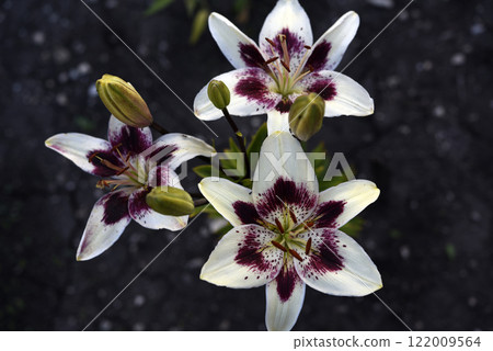 Large red and white lily flowers. Tiger lilies. Lilium candidum. Large red and white lily flowers. Tiger lilies. Lilium candidum. 122009564
