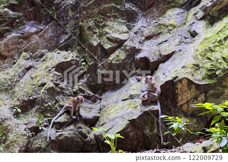 Monkeys in nature in the jungle of Thailand. Wildlife scene with wild animals. 122009729