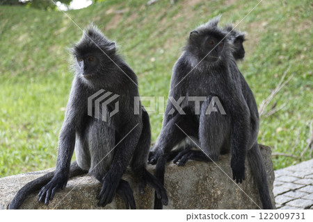 Silvery lutung or langur Trachypithecus cristatus, also Silvered leaf monkey Silvery lutung or langur Trachypithecus cristatus, also Silvered leaf monkey 122009731