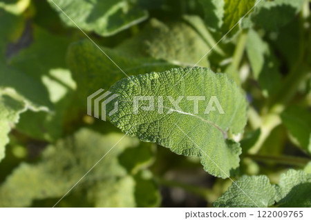 Transylvanian sage Transylvanian sage 122009765
