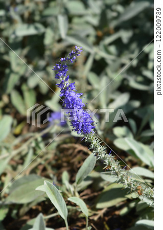 Silver speedwell 122009789