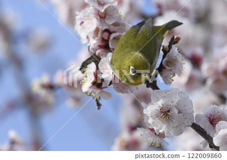 盛開的繡眼鳥(春天圖)(動態圖) 盛開的繡眼鳥(春天圖)(動態圖) 122009860