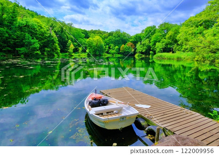 大自然美麗的北海道富良野市鳥沼公園 綠色的沼澤風景 122009956