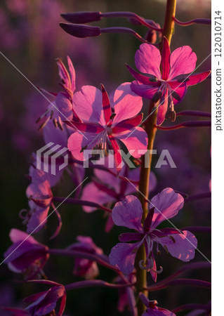 medicinal and edible herb, blooming Sally herb blossoming on field at sunset. close up medicinal and edible herb, blooming Sally herb blossoming on field at sunset. close up 122010714