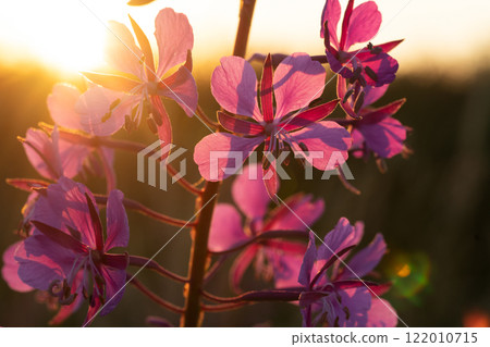 medicinal and edible herb, blooming Sally herb blossoming on field at sunset. macro 122010715