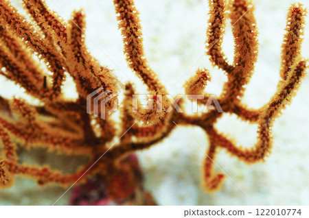 Finger Gorgonian - Diodogorgia spp 122010774