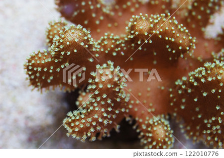 Crown Leather Coral, Lobophytum spp Crown Leather Coral, Lobophytum spp 122010776