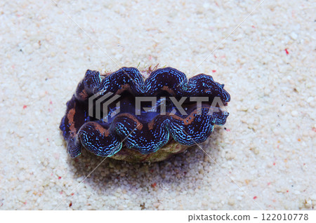 Crocea Clam - Tridacna crocea 122010778