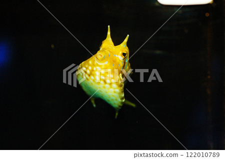 Thornback Cowfish - Lactoria penthacantha 122010789