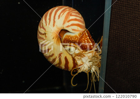 Chambered Nautilus - Nautilus pompilius Chambered Nautilus - Nautilus pompilius 122010790