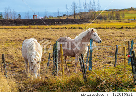 A rare breed of Icelandic horse in the autumn pastures of western Iceland 122010831