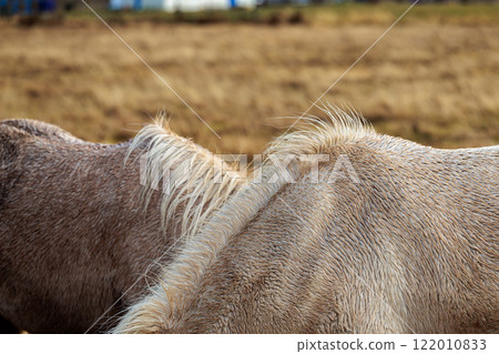 A rare breed of Icelandic horse in the autumn pastures of western Iceland 122010833